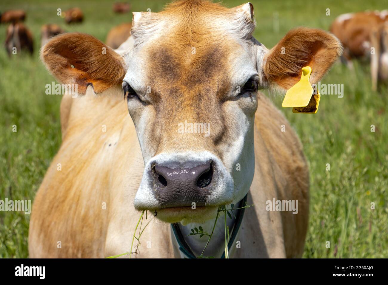 Das Porträt einer Kuh auf einem grünen Feld. Stockfoto