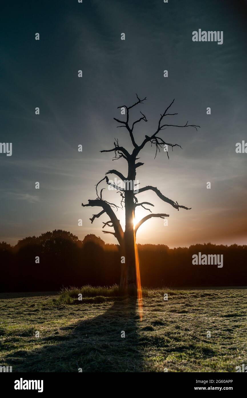 Toter Baum im Heufeld bei Sonnenuntergang Stockfoto