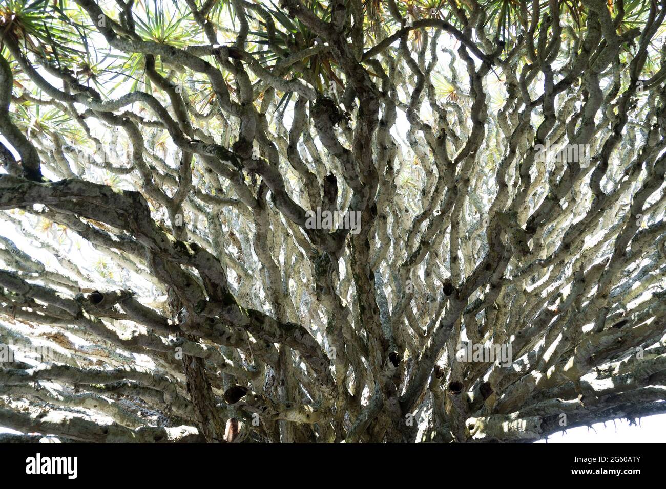 Dracaena azoren -Fotos und -Bildmaterial in hoher Auflsung  Alamy