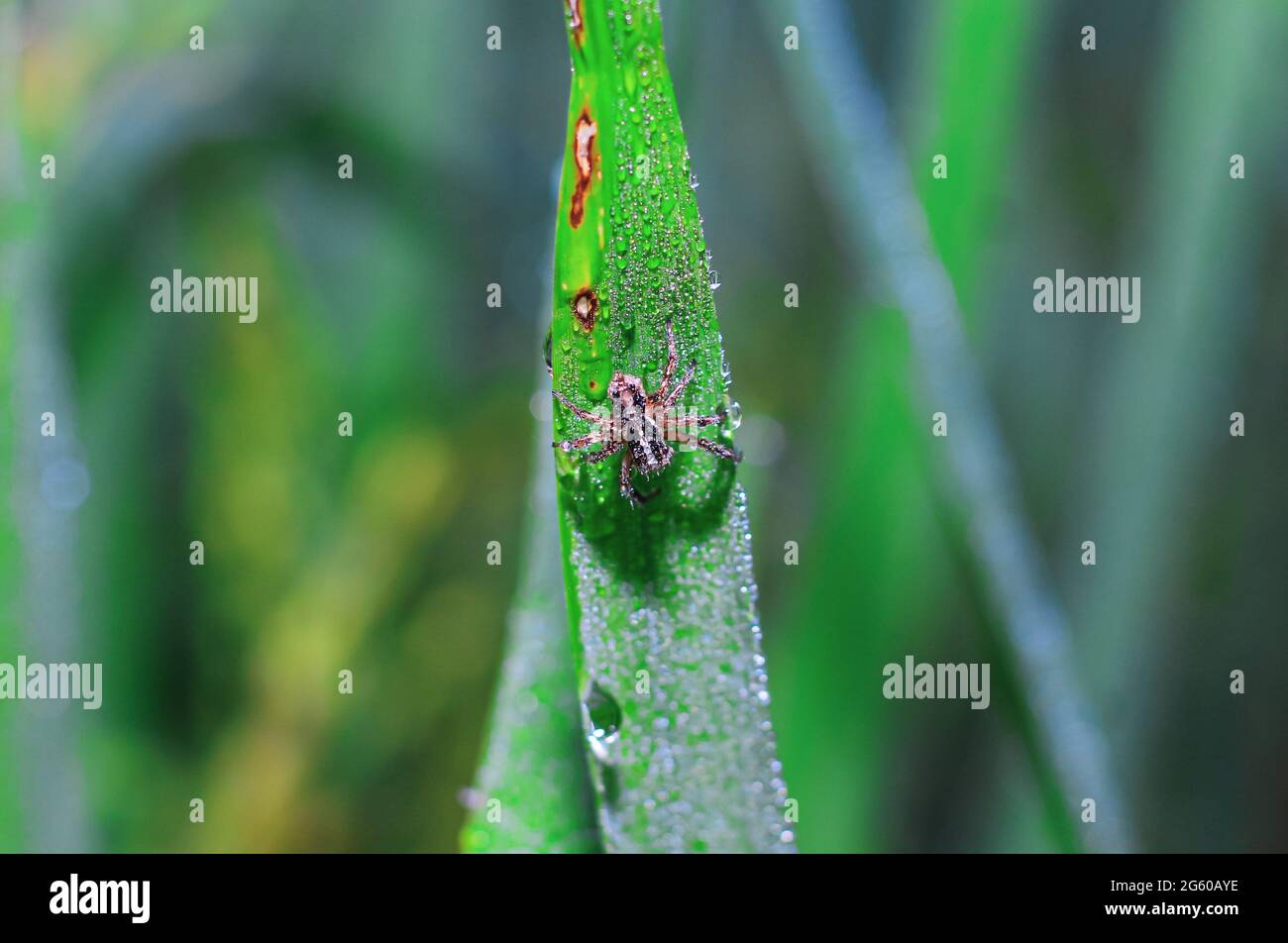 Spinne sitzt auf dem Gras mit grünem Hintergrund. Tautropfen auf Spinne Nahaufnahme mit grünem Hintergrund für die Tapete. Stockfoto