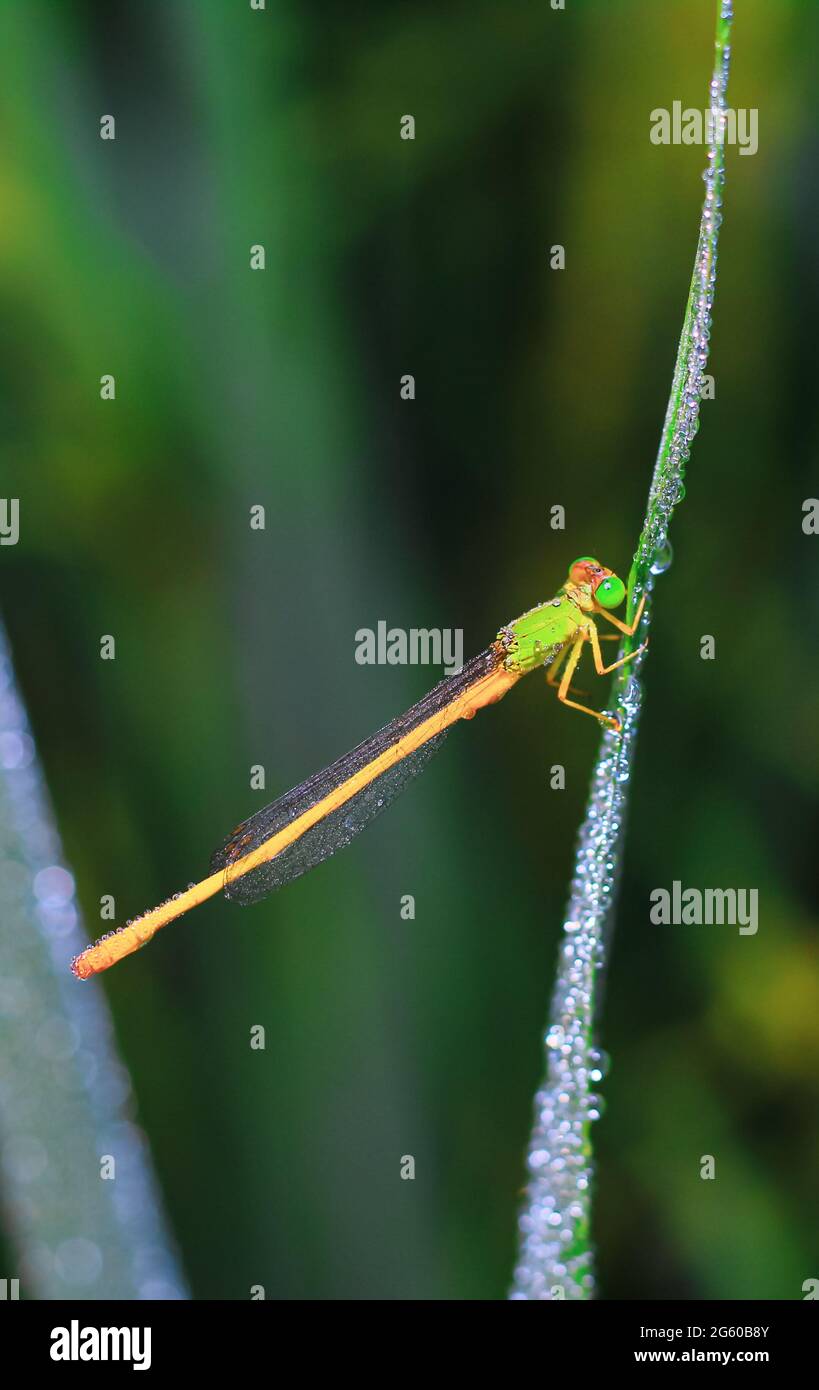 Schöne Naturszene Libelle. Die Fliege in der Natur Lebensraum mit als Hintergrund oder Tapete.das Konzept des Schreibens eines Artikels. Die Fliege. Stockfoto