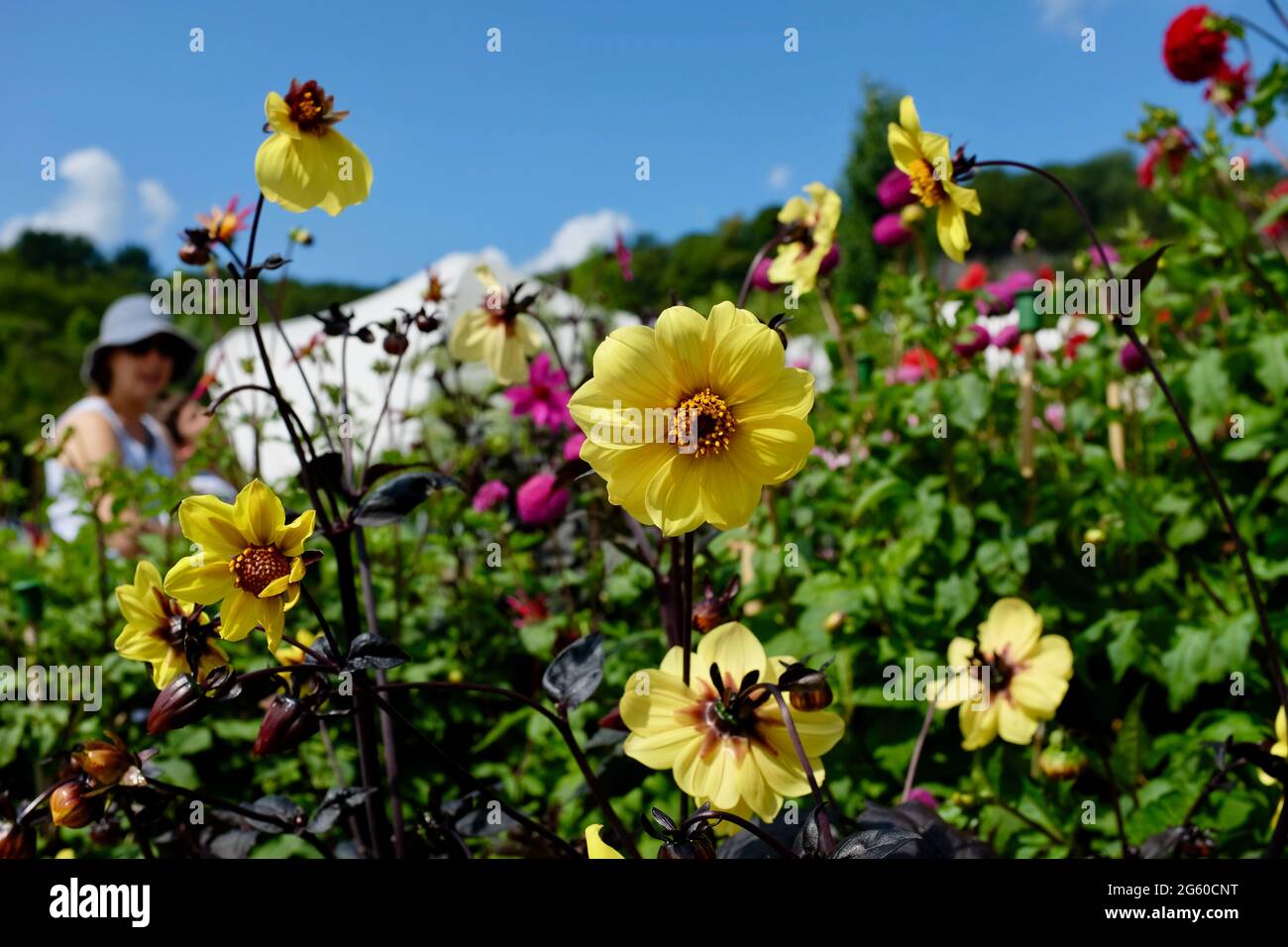 Yellow Dahlias beim Eden Project, St. Austell, Cornwall, 2019 Stockfoto