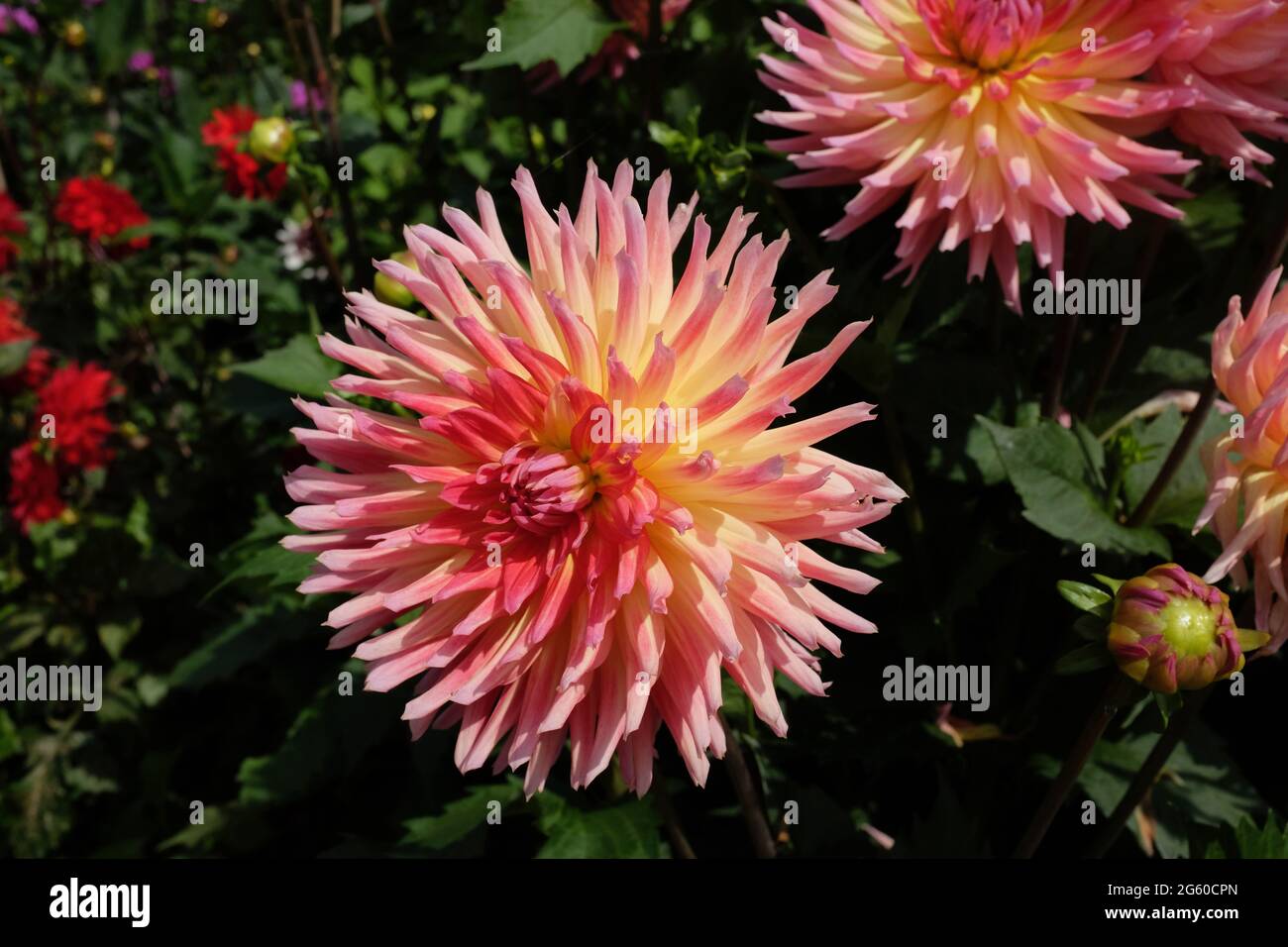 Mehrfarbige Dahlie beim Eden Project, Cornwall, Großbritannien Stockfoto