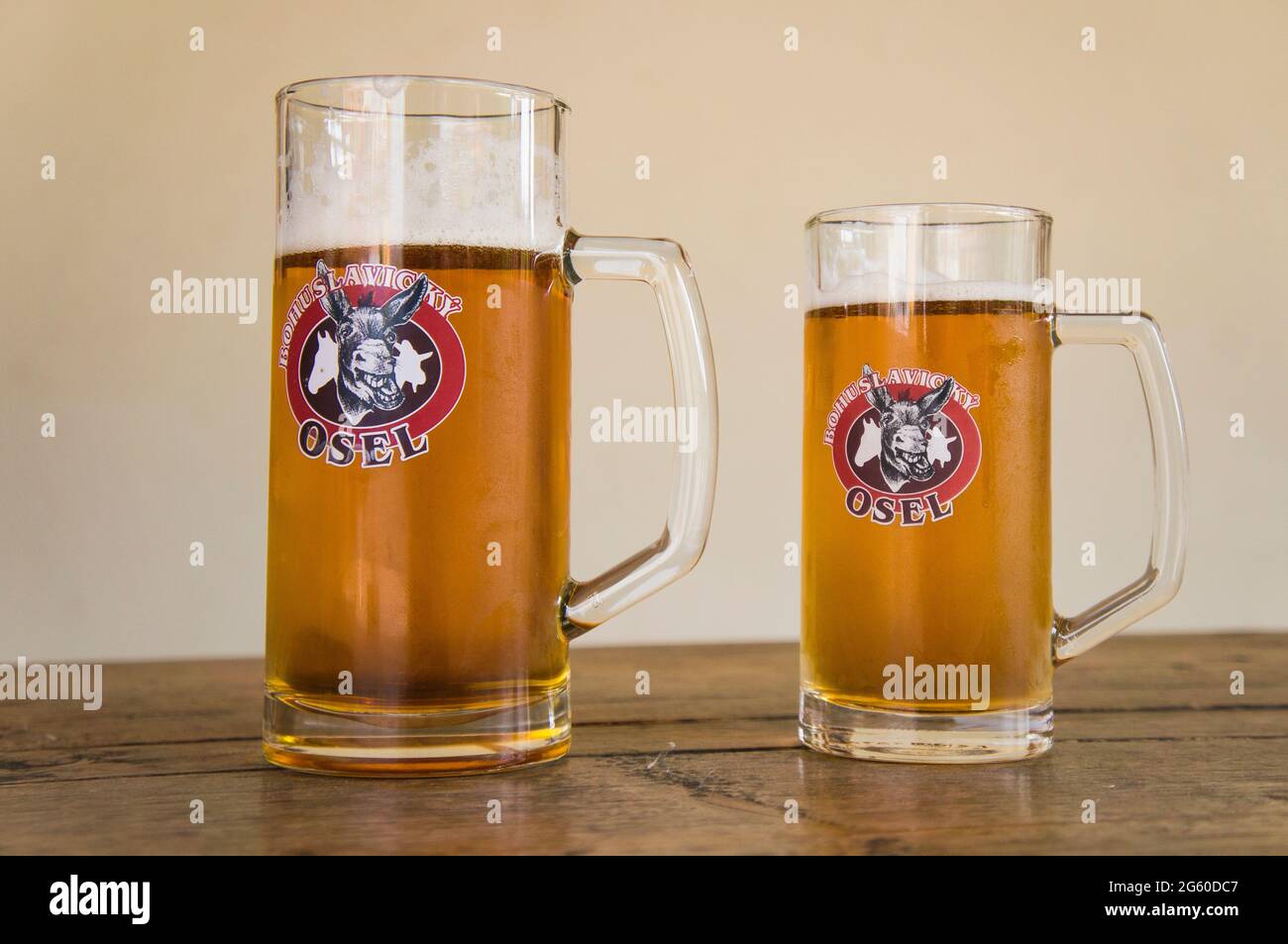 Bohuslavicky Osel, helles Lager, Bierglas, halber Liter, Pint, Half, 21. Juni 2021. (CTK Photo/Libor Sojka) Stockfoto