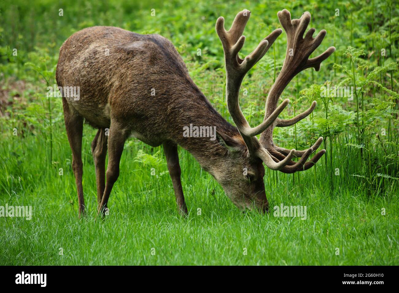 Rothirsch füttert sich in seinem natürlichen Lebensraum. Stockfoto