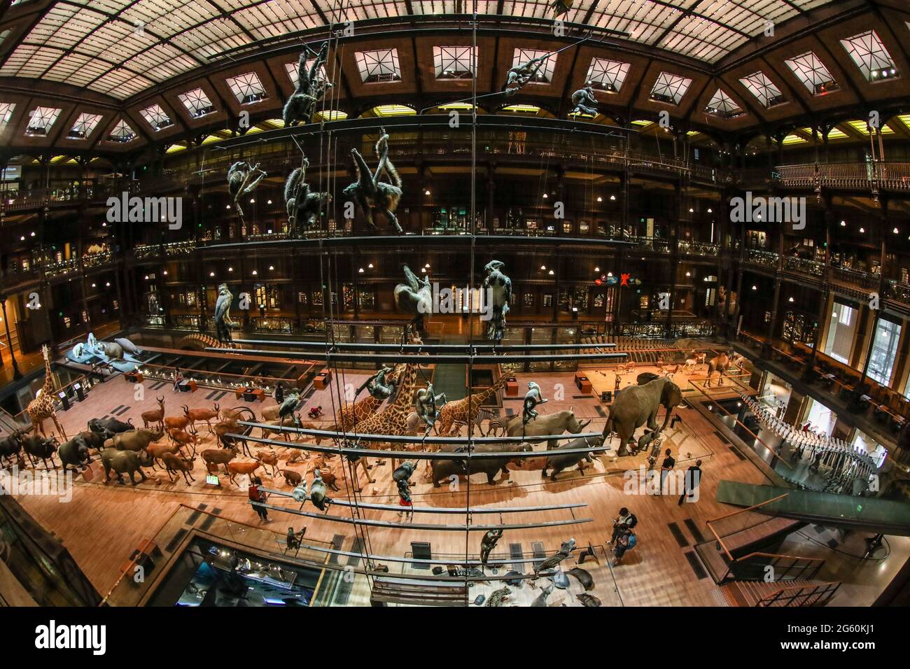 GALERIE DER EVOLUTION, PARIS Stockfoto
