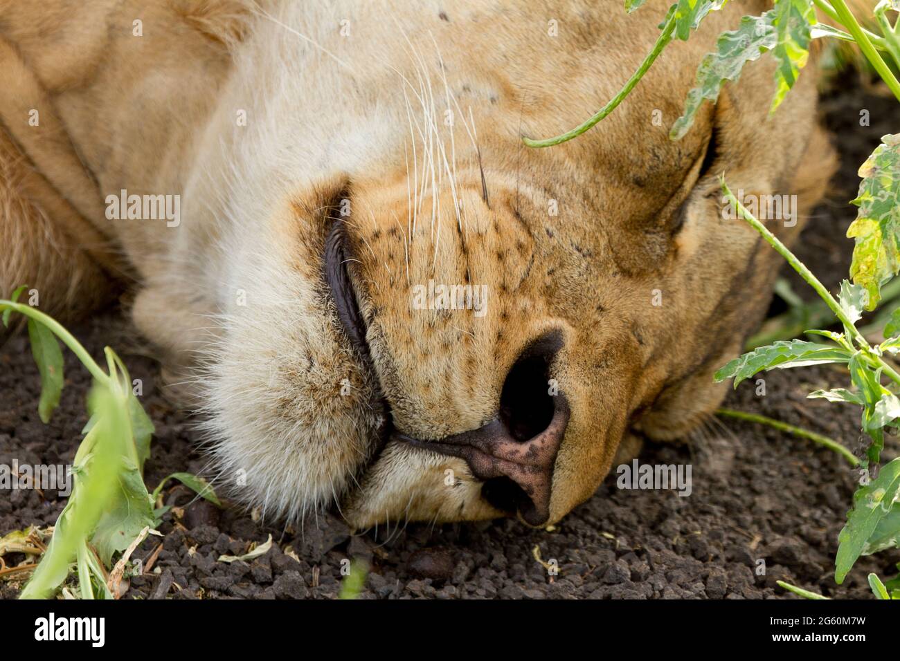 Eine Nahaufnahme der Nase und des Mundes eines männlichen Löwen, während er schläft. Stockfoto