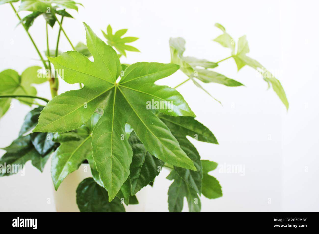 Hauspflanze Fatsia japonica, auch bekannt als Fatsi oder Papierfabrik. Stockfoto