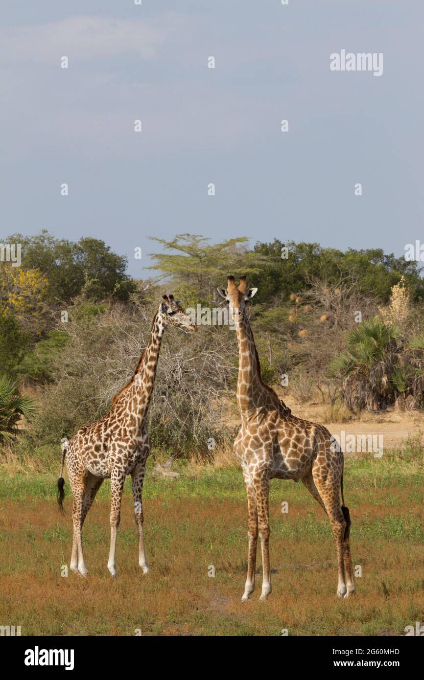 Eine Giraffe schaut auf die Kamera, während ein weiterer Giraffe entfernt sieht. Stockfoto