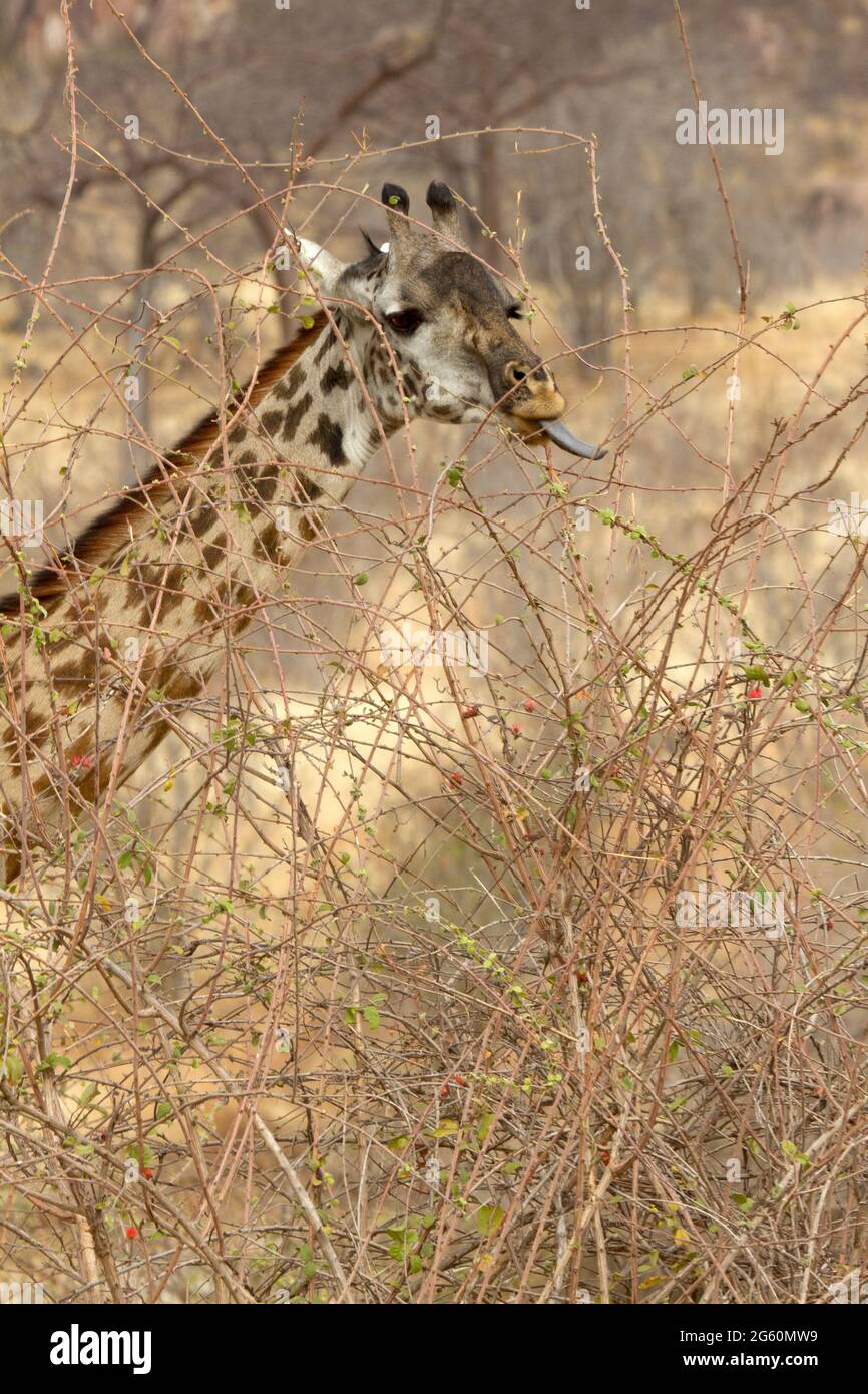 Ein Masai-Giraffe ragt seine Zunge, um einen Zweig zu erfassen. Stockfoto