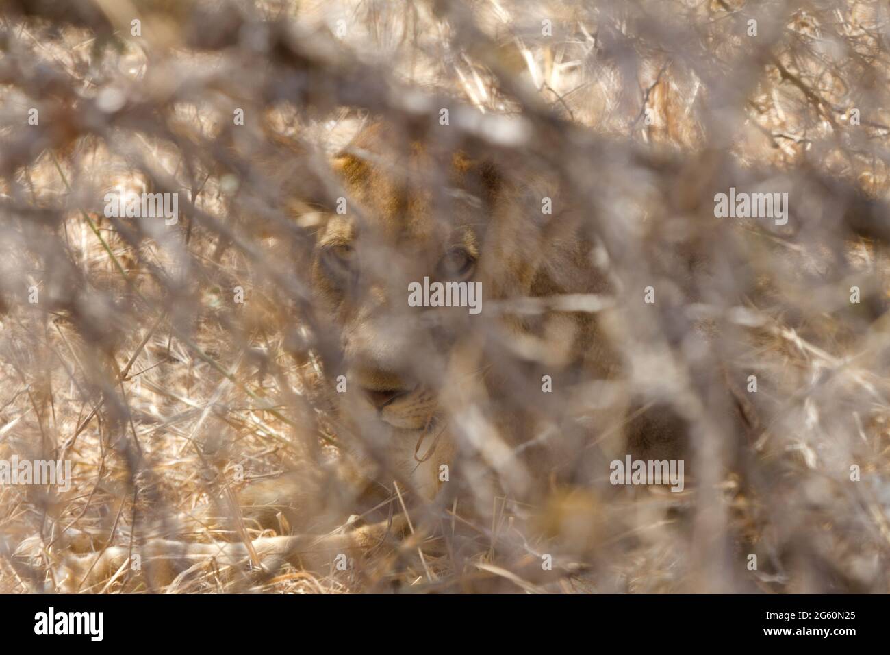 Ein Löwe, Panthera Leo, starrt durch Äste. Stockfoto