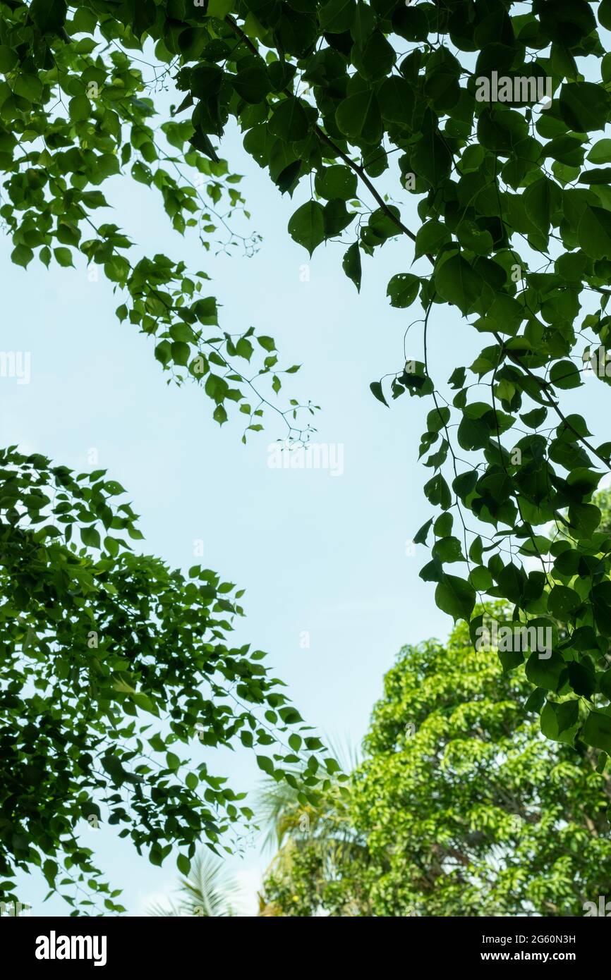 Dekoriert kleines grünes Blatt hängt auf dem Baum oben und blauer Himmel in der Mitte Stockfoto