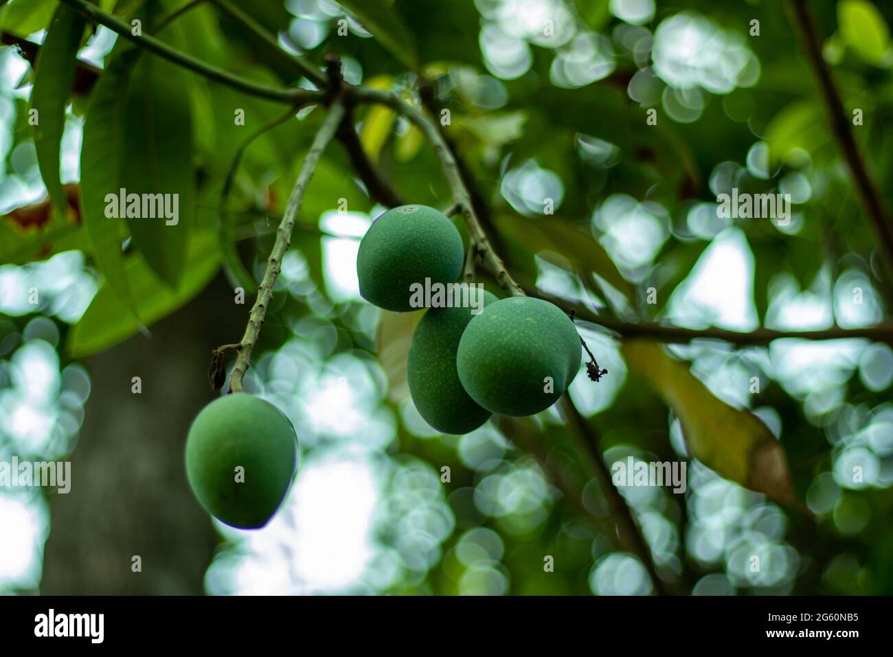 Himsagar Mango eine süße und grüne Saft leckere Mango in Asien Stockfoto