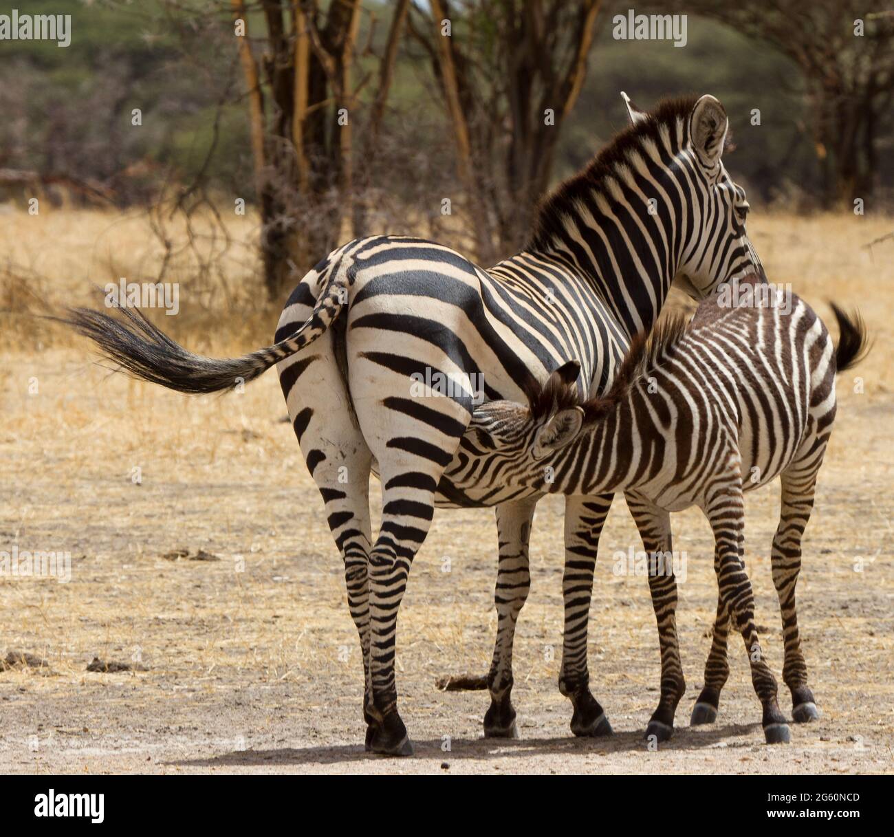 Ein junges Zebra Krankenschwestern von seiner Mutter. Stockfoto
