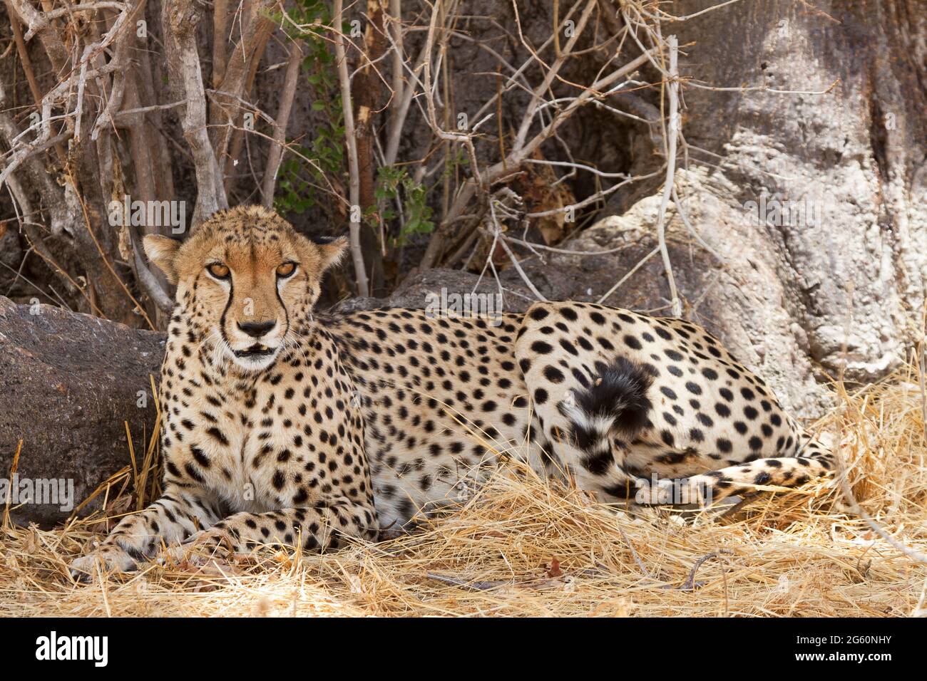 Ein Gepard Acinonyx Jubatus, schaut in die Kamera. Stockfoto