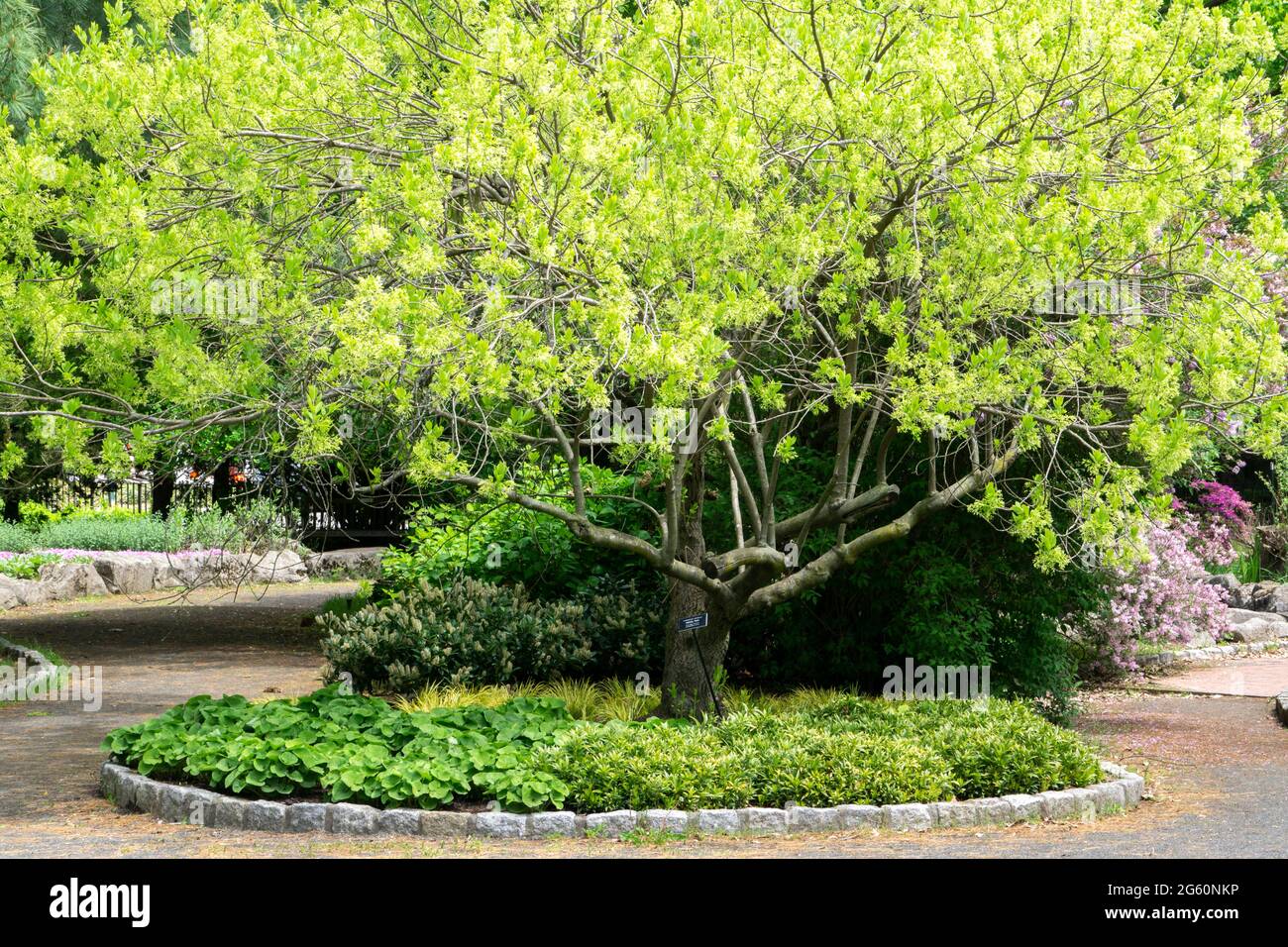 Schöne Gartenanlage mit grüner Hecke. Hinterhoflandschaft oder ein Park mit Zaun, Bäumen und blühenden Pflanzen. Stockfoto