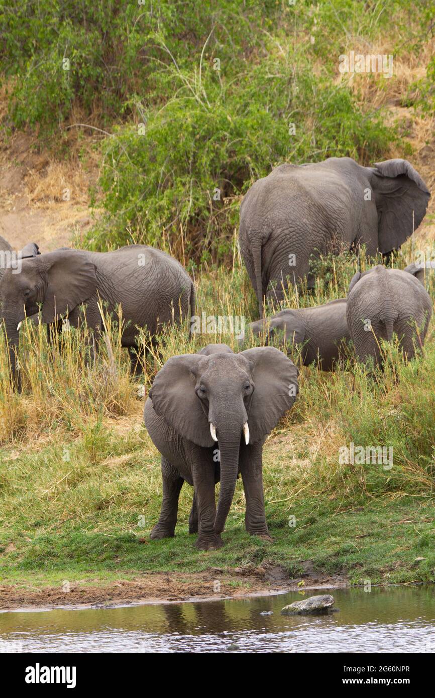 Ein Elefant schaut die Kamera vom Ufer eines Flusses. Stockfoto