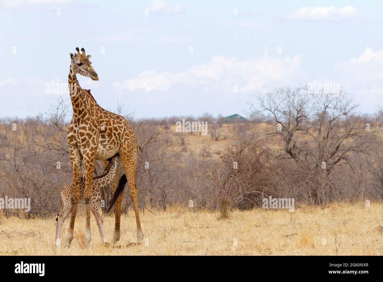 Eine neu gegründeter Masai Giraffe Kalb Krankenschwestern von seiner Mutter. Stockfoto
