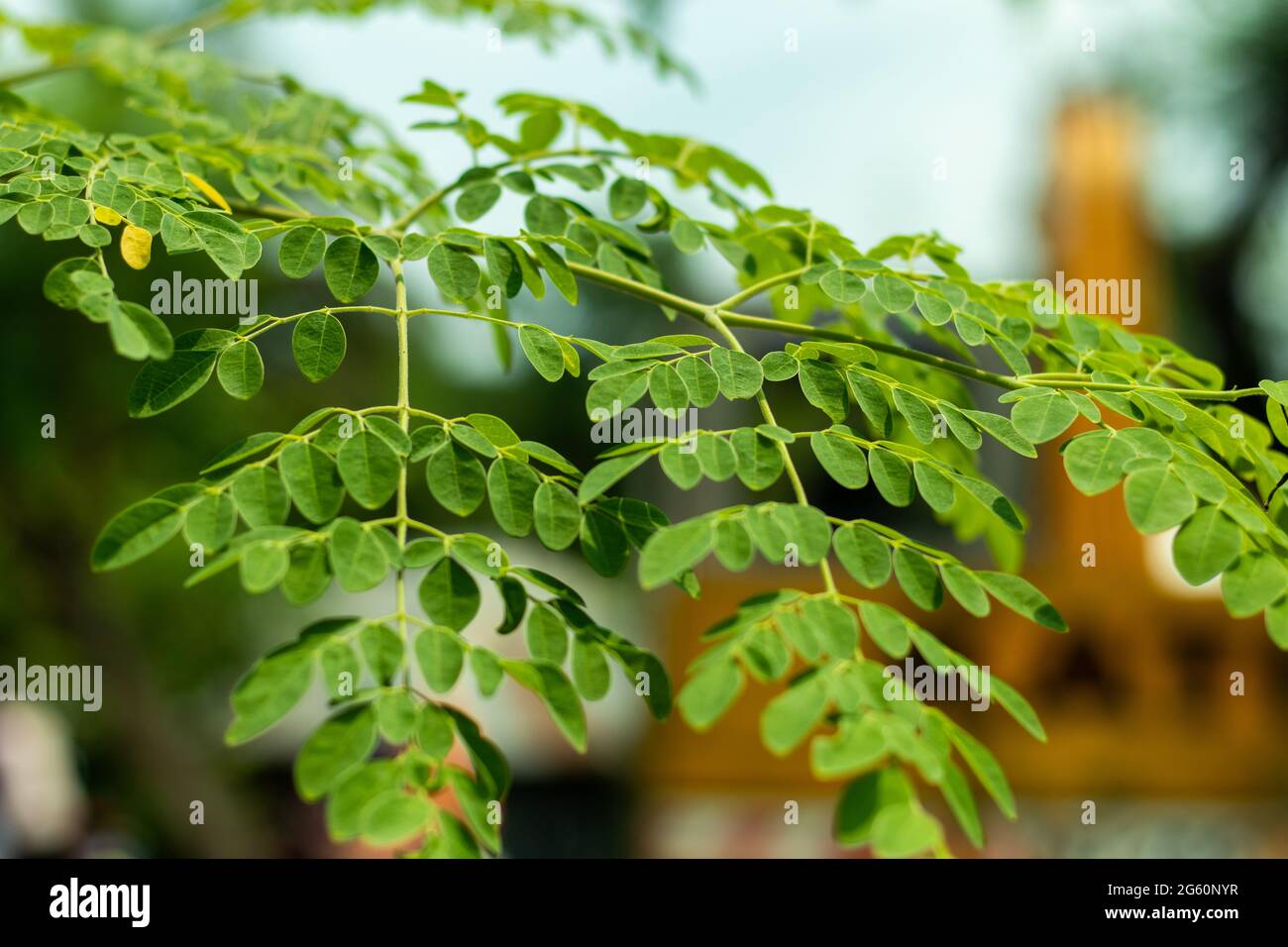 Sehr kleines Blatt namens Moringa oleifera ist eine Pflanze, die oft als Drumstick-Baum bezeichnet wird Stockfoto