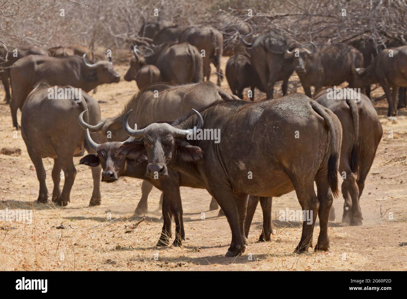 Kaffernbüffel Syncerus Caffer Caffer, schauen Sie sich die Kamera. Stockfoto