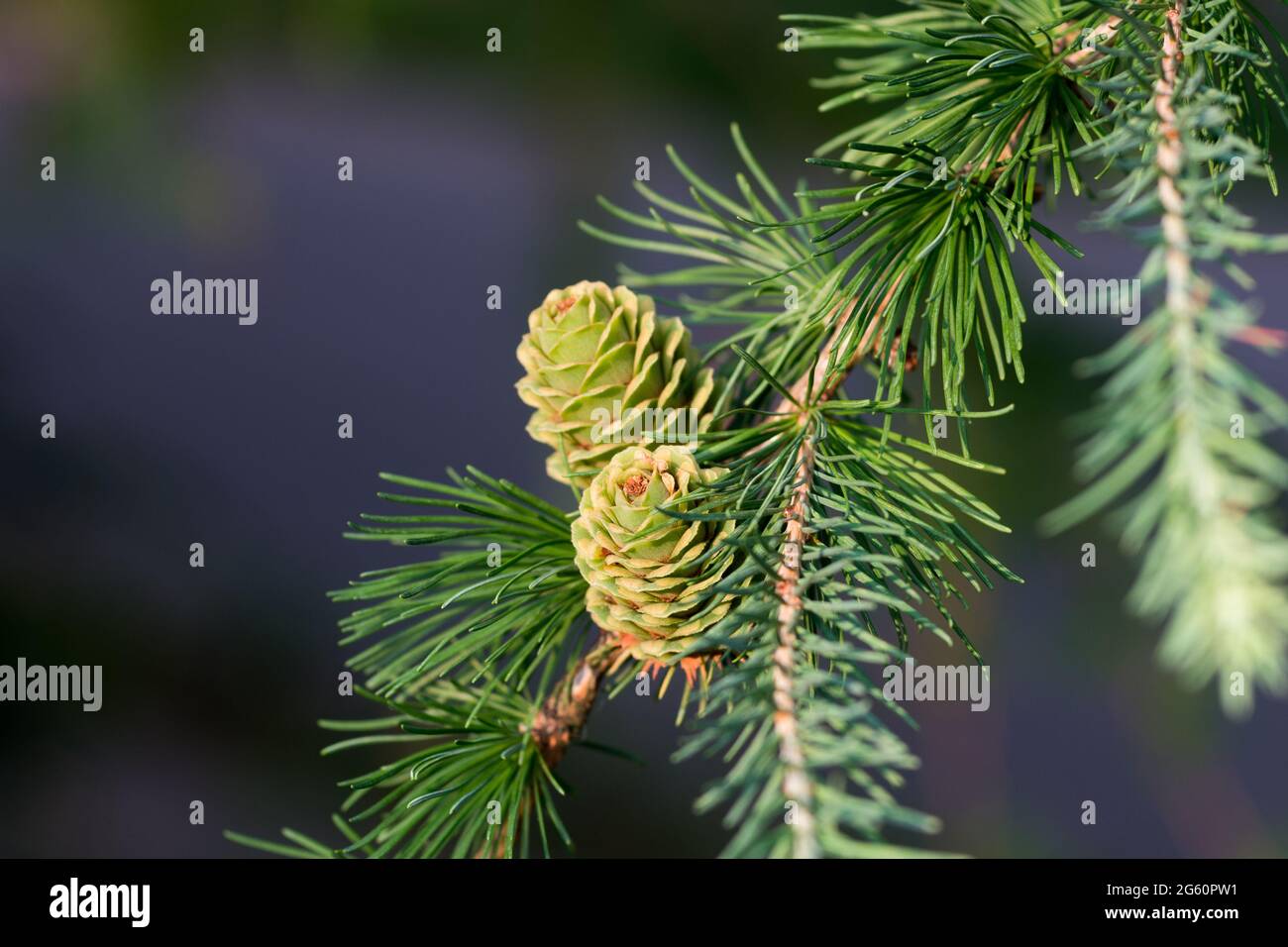 Grüne Frühlingslärche Kegel auf Zweig Nahaufnahme selektiver Fokus Stockfoto