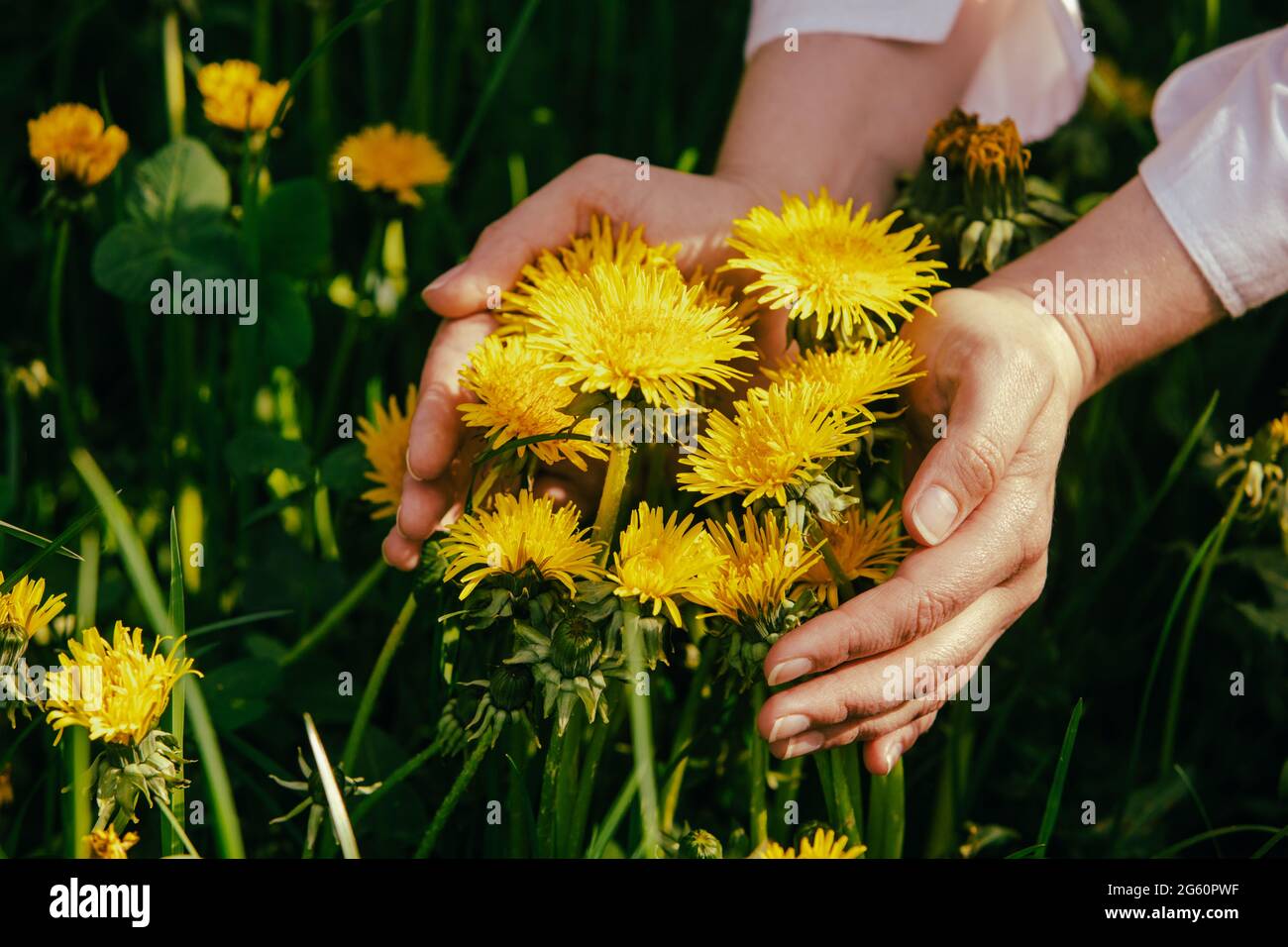 Die Frau sammelt den Dandelion zu medizinischen Zwecken Stockfoto