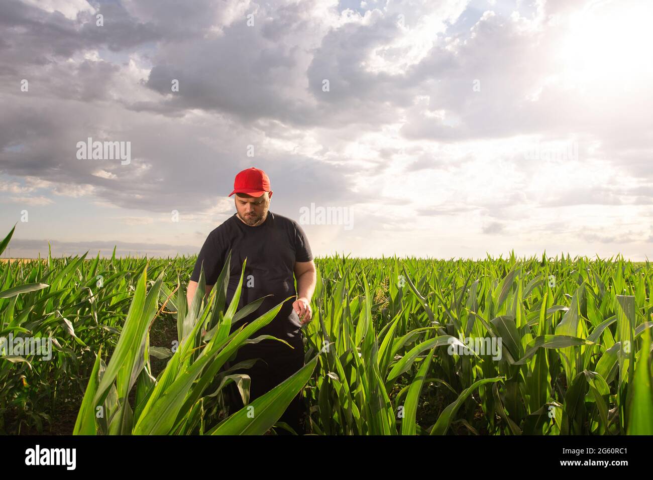 Landwirt in Maisfeldern. Wachstum, Outdoor. Stockfoto