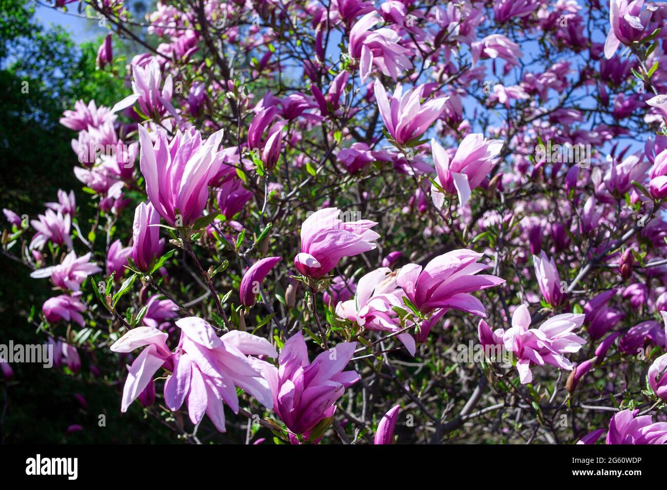 Lila Magnolien und Blütenknospen blühen im Frühling. Magnolia liliflora. Rosa Blüten auf dem Ast. Bloossom Hintergrund. Stockfoto