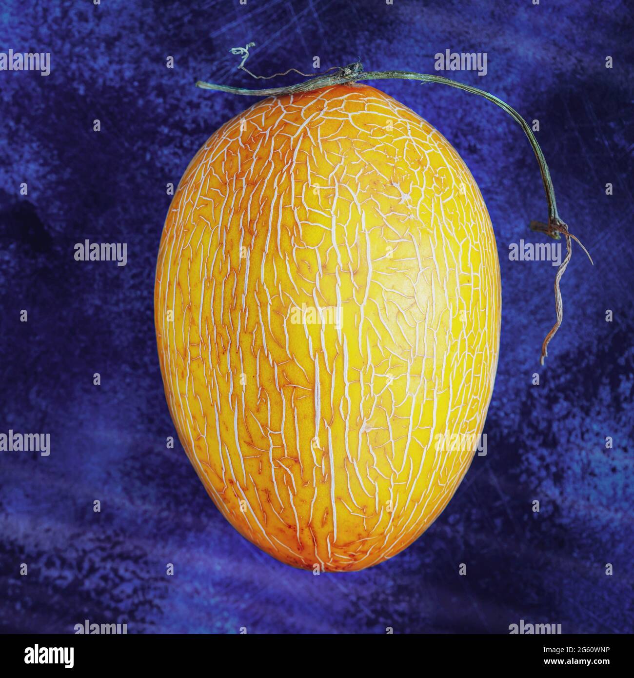 Komplementärfarben Komposition mit ganzen, reifen, orange, Honigmelone auf einem kontrastierenden strukturierten blauen Hintergrund. Konzept von natürlichen, saisonalen Früchten Stockfoto