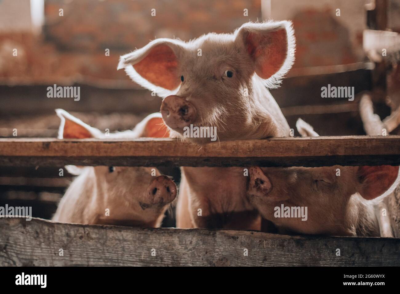 Schweine, die versuchen, aus dem Holzzaun zu kommen Stockfoto