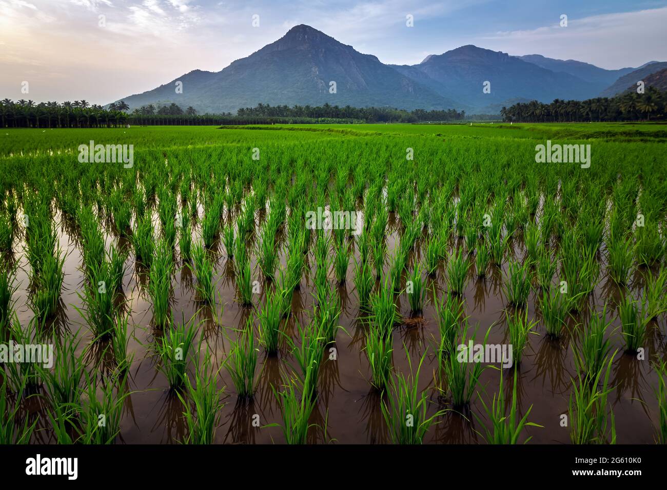 Schöne Landschaft wächst Paddy Reisfeld mit Berg und blauen Himmel Hintergrund in Nagercoil. Tamil Nadu, Südindien. Stockfoto