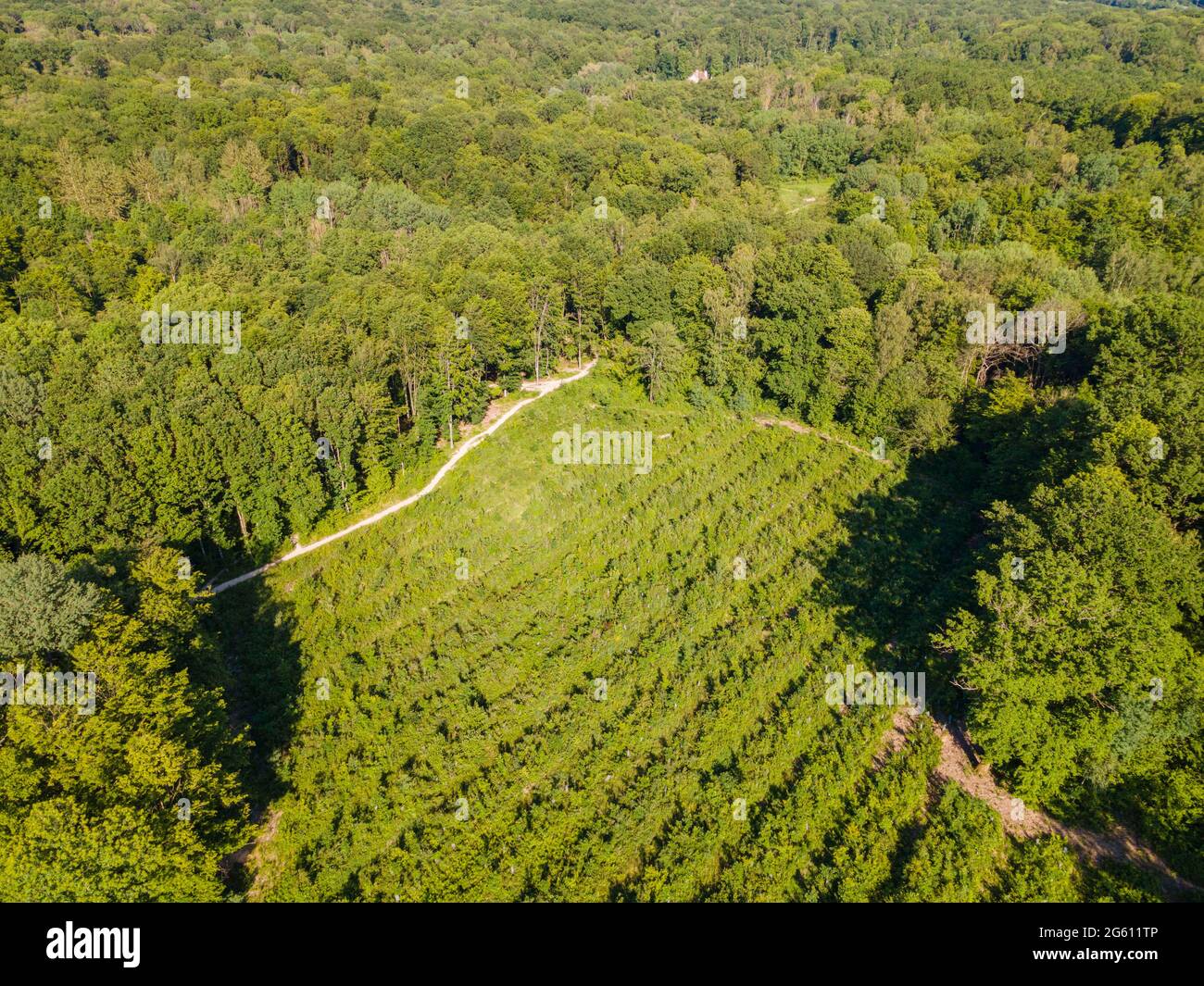 Frankreich, Val d'Oise, Montmorency Forest (Luftaufnahme) Stockfoto