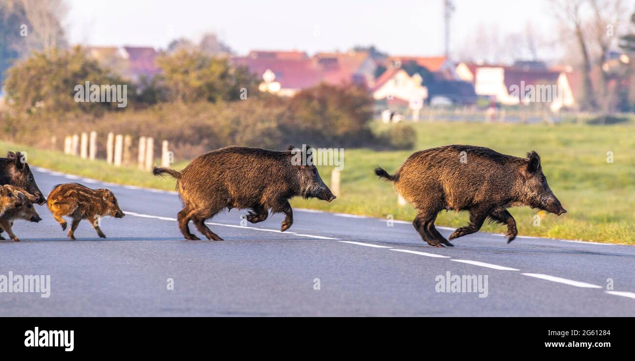 Frankreich, Somme (80), Baie de Somme, Cayeux-sur-mer, eine Gruppe von Wildschweinen (Sauen und Jungen) überquert die Straße Stockfoto