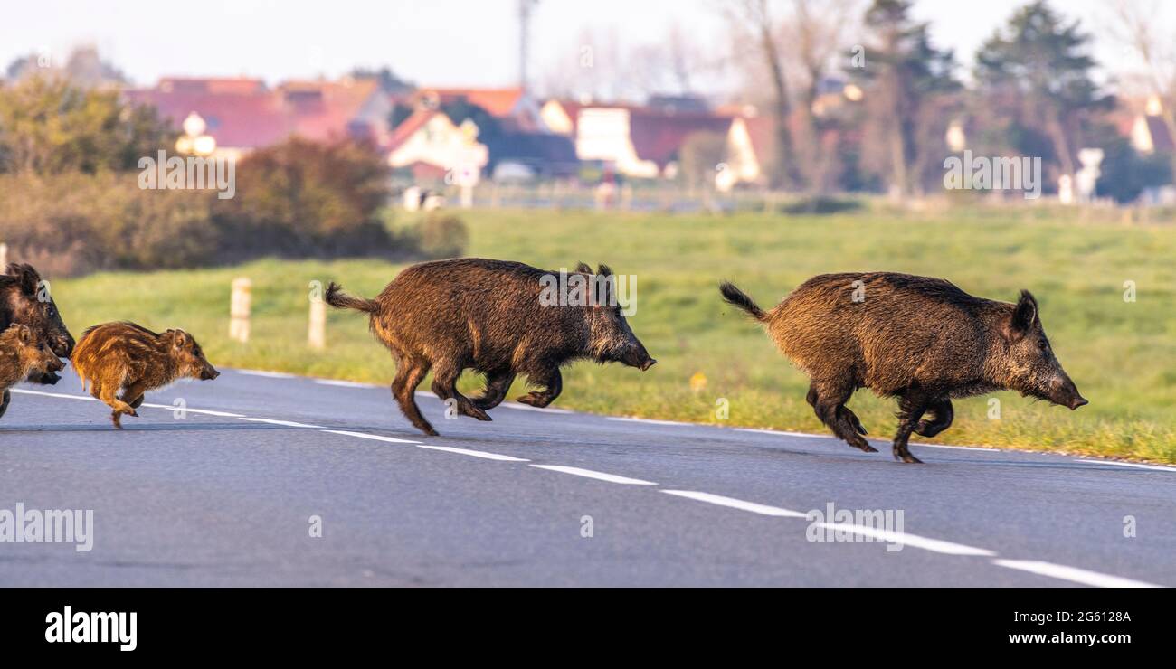 Frankreich, Somme (80), Baie de Somme, Cayeux-sur-mer, eine Gruppe von Wildschweinen (Sauen und Jungen) überquert die Straße Stockfoto