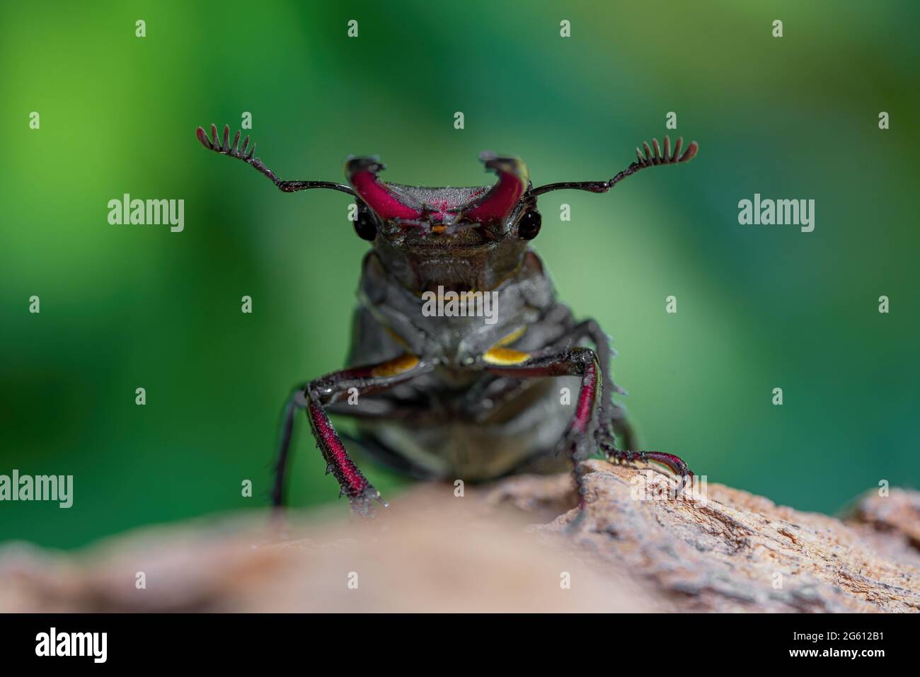 Vorderansicht des männlichen europäischen Hirschkäfer (Lucanus cervus) auf rotem Stein isoliert auf verschwommenem grünem Hintergrund. Makrofotografie im Freien Stockfoto