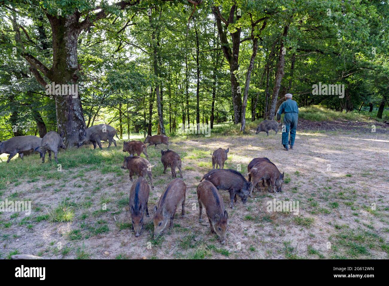 Frankreich, Haute-Saône (70), privater Park, Fütterung durch Agrainage mit Mais, Wildschweine (Sus scrofa), im Unterholz folgen die Wildschweine dem Wildhüter, der das Futter bringt Stockfoto
