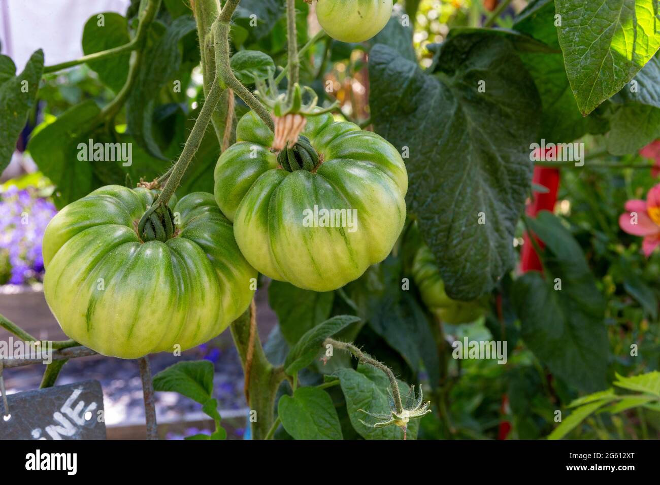 Frankreich, Ille et Vilaine, Corps Nuds, La Lande aux Pitois, Rocambole-Gärten, künstlerische Gemüse- und botanische Gärten im ökologischen Landbau, EIN Treffen zwischen Kunst und Natur, Anbau von Tomaten sp. Stockfoto