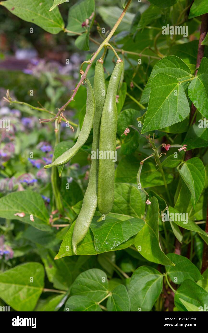 Frankreich, Ille et Vilaine, Corps Nuds, La Lande aux Pitois, Les jardins Rocambole, künstlerische Gemüse- und botanische Gärten im ökologischen Landbau, EIN Treffen zwischen Kunst und Natur, kriechende Bohnen Stockfoto