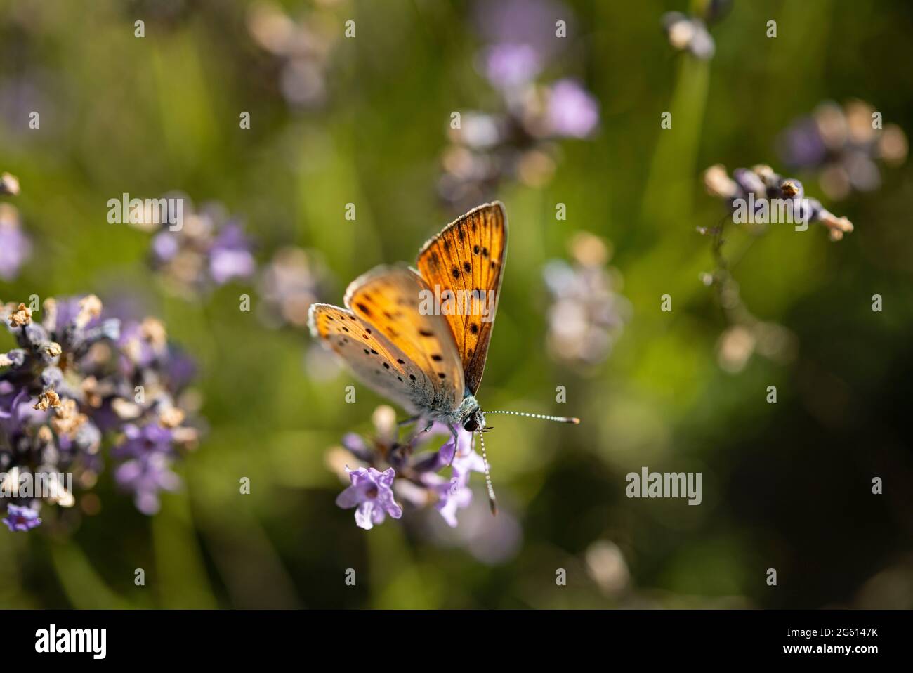 Frankreich, Alpes maritimes, Mercantour-Gebirge, Var-Hochtal, Guillaumes, Naturschutzgebiet der Schluchten von Daluis, purpurnes Kupfer (Lycaena alciphron) Stockfoto