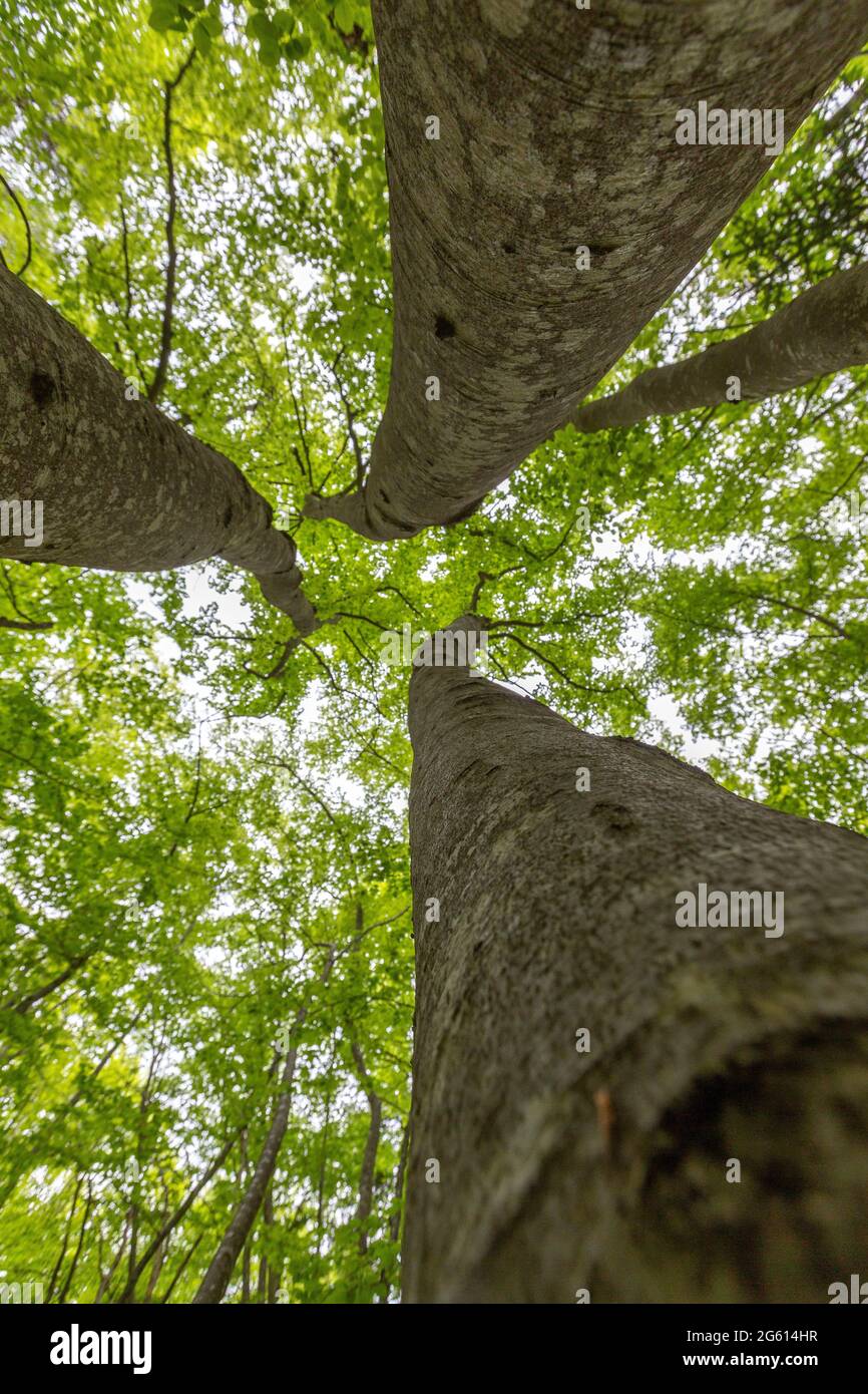 Frankreich, Isere, Region Trièves, Wald des Regionalen Naturparks Vercors Stockfoto