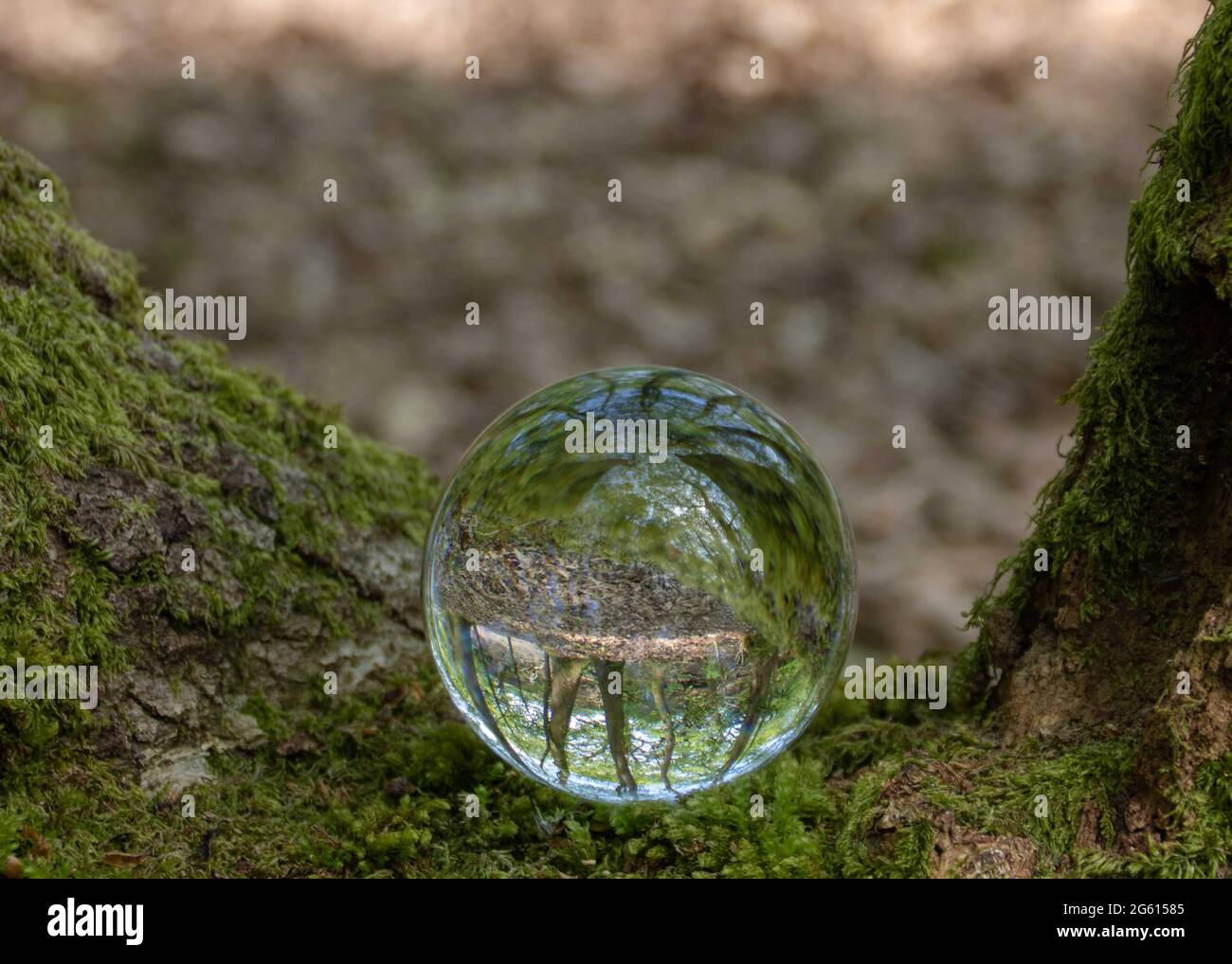 Die Waldlandschaft spiegelte sich kopfüber in einer Kristallkugel wider Stockfoto