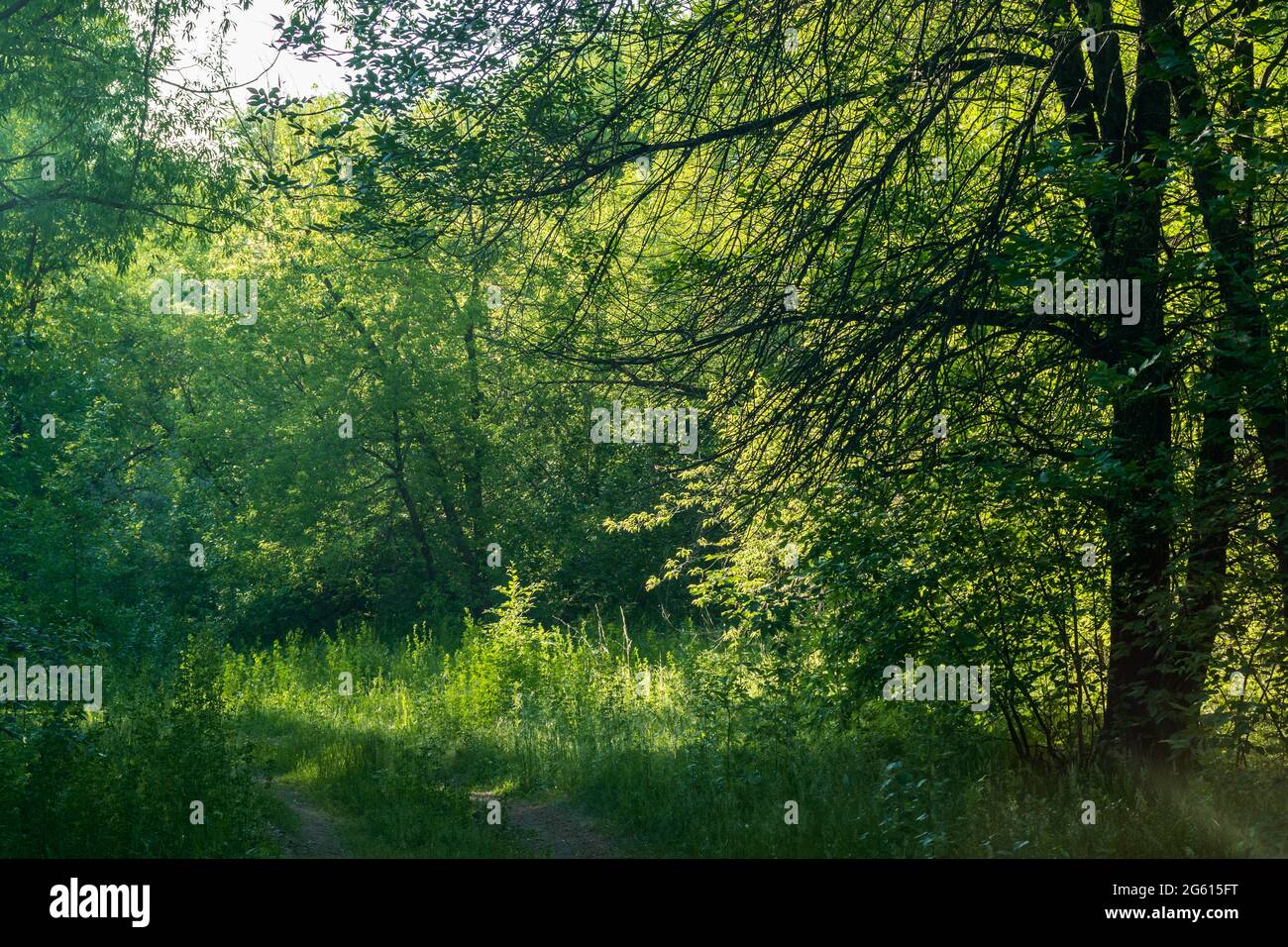 Eine Waldlichtung mit Bäumen und Sträuchern wird von den Sonnenstrahlen erleuchtet. Das Foto wurde in Tscheljabinsk, Russland, aufgenommen. Stockfoto