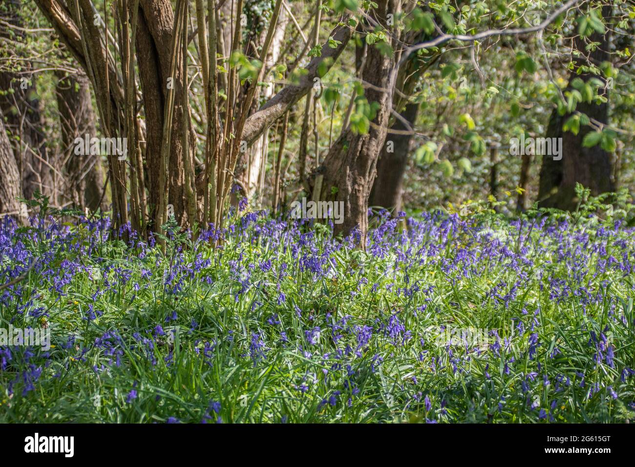 Wunderschöne Bluebells in der Frühlingssonne Stockfoto