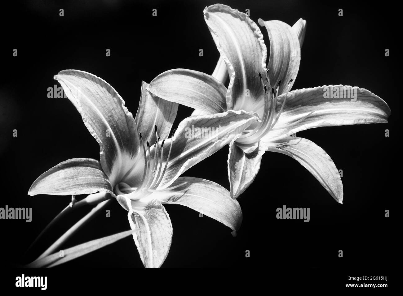 Taglilien Schwarz Und Weiß Stockfoto