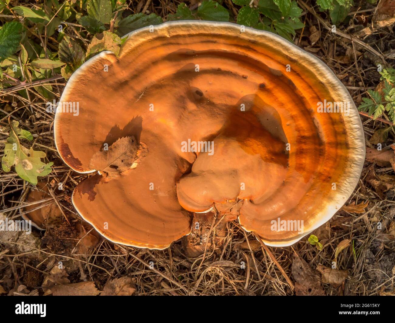 Ungerade geformter Orangenpilz ein Zeichen des Herbstes Stockfoto