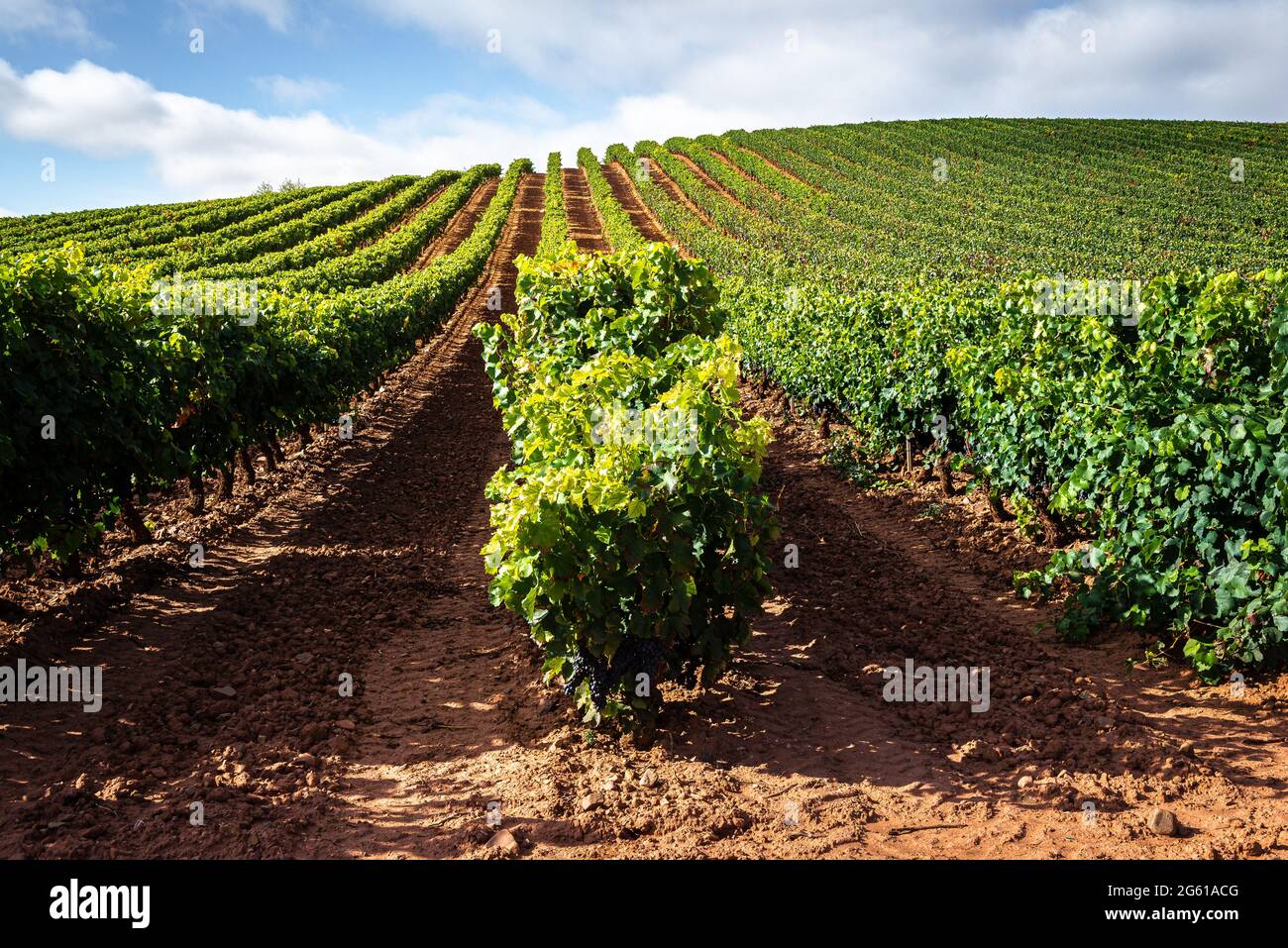 Weinberge im Oktober, La Rioja, Spanien Stockfoto