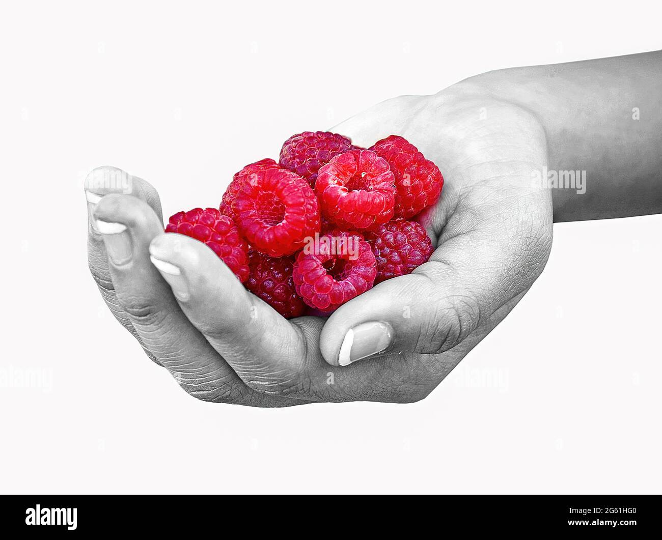 Mädchenhand mit reifen Himbeeren in selektivem Farbeffekt isoliert auf Weiß Stockfoto
