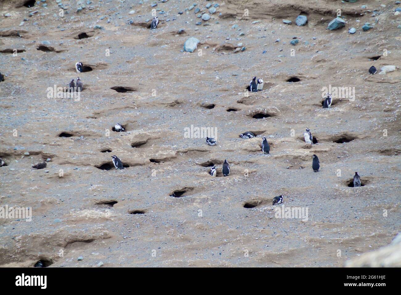 Magellan-Pinguinkolonie auf der Insel Isla Magdalena, Chile Stockfoto