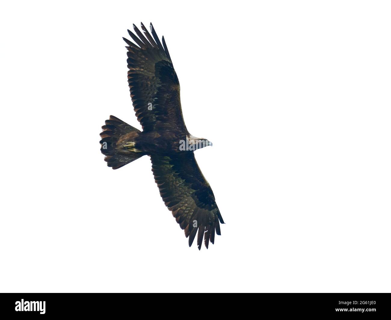 Goldener Adler (Aquila chrysaetos) in seiner natürlichen Umgebung Stockfoto