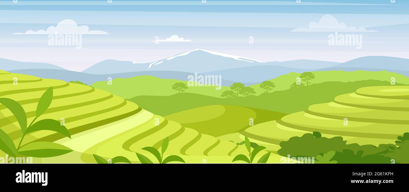 Grüner Tee Plantage Landschaft Vektor Illustration, Cartoon flache ländliche Ackerland Felder, terrassenförmig Hügel mit Grün und Berg am Horizont, asiatisch Stock Vektor
